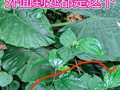 -亚洲国际大酒店·云顶阁旋转自助餐厅
