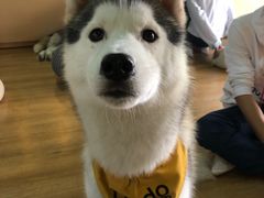 -Husky Go! 哈士奇体验馆·宠物咖啡厅狗咖