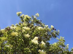 -塔尔寺-菩提树