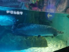 -合肥海洋世界
