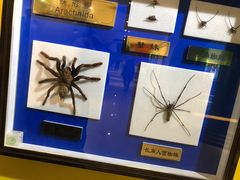 -上海昆虫博物馆