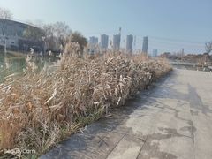 -九里河湿地公园