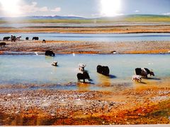 -中发源·清真餐厅(春风店)