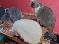 -猫色咖啡·猫咖