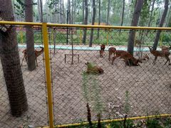 -合肥滨湖国家森林公园