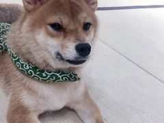 -逗柴咖啡屋·狗咖猫咖宠物桌游
