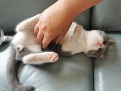 -lincat·猫舍(广州店)