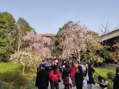 -西安青龙寺遗址景区