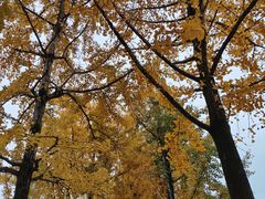 -高庙村(地铁站)