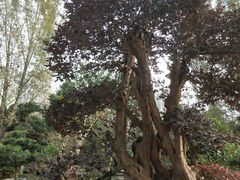 -三圣花乡旅游区