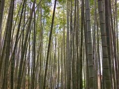 -金子山原生态旅游风景区