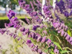 -上海山野camping·户外天幕烧烤·团建拓展营地