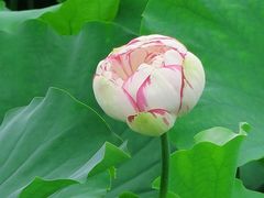 -荷塘月色湿地公园·向阳花洲