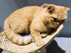 -藏猫猫咖啡主题馆(中央大道店)