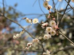 -梅花山(明孝陵内)