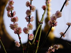 -朱家角课植园