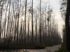 -合肥滨湖国家森林公园