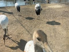 -盐城丹顶鹤湿地生态旅游区