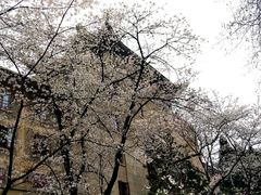 -武汉大学-樱园