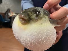 -肆月河豚·新淮扬(金融街店)