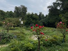 -花溪公园