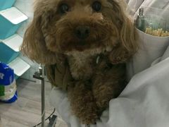 -荣耀金沙动物医院(清江西路店)