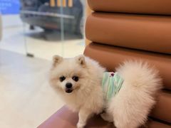 -翊宠yipet猫狗购宠庄园犬舍•猫舍