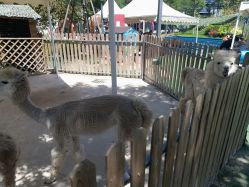 -萌宠亲子动物乐园(槐房万达店)