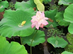 -荷塘月色湿地公园·向阳花洲