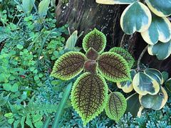 -深圳仙湖植物园