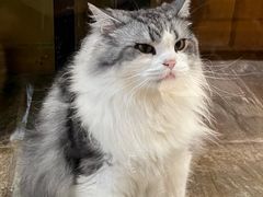 -猫咪博物馆(顶澳仔猫街店)