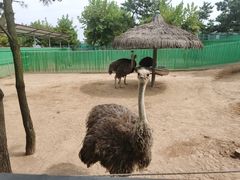 -西霞口神雕山野生动物世界