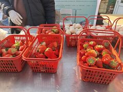 -大自然农场蔬菜草莓采摘园