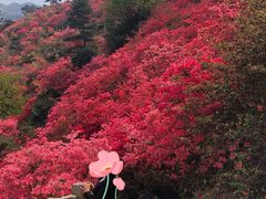 -木兰云雾山
