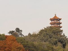 -深圳仙湖植物园