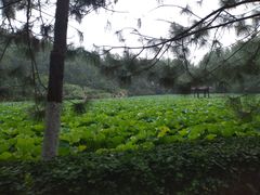 -合肥滨湖国家森林公园