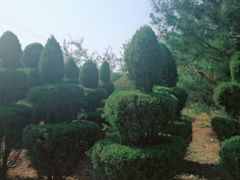 -石家庄市植物园