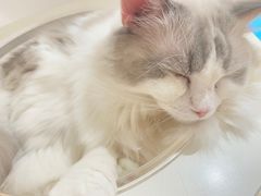 -1013 PET SHOP精品宠物商店(丁香店)