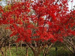-南汇桃花村