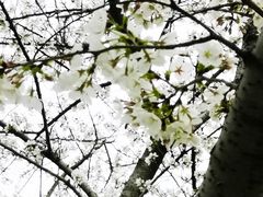 -西北湖绿化广场