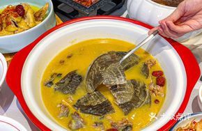 Dongting Lake Ecological Softshell Turtle
