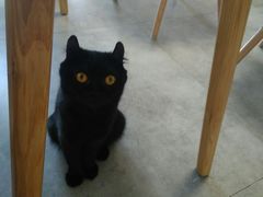 -团子家猫咪猫咖馆·柯基·柯尔鸭