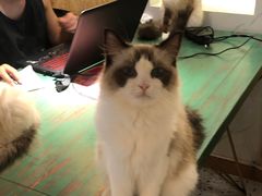 -喵喵咪呀布偶猫咖(春熙路店)