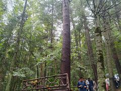 -五营红松林海景区