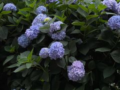 -寂照庵