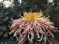 -菊花台公园