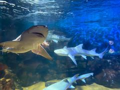 -烟台海昌鲸鲨海洋公园