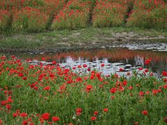 -春花秋色城市公园