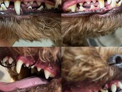 -帕帕拉兹宠物(亚洲旗舰店)