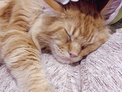 -藏猫猫咖啡主题馆(中央大道店)